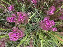 Castilleja ambigua humboldtiensis