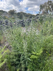 Echium lusitanicum