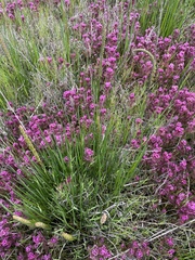 Castilleja ambigua humboldtiensis