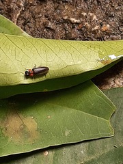Luciola curtithorax