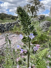 Echium lusitanicum