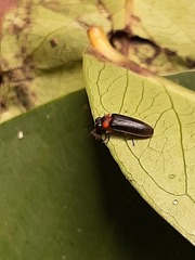 Luciola curtithorax