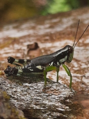 Melanoplus viridipes