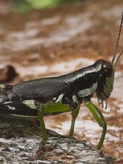Melanoplus viridipes