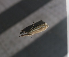 Crambus lathoniellus