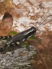 Melanoplus viridipes