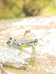Melanoplus viridipes