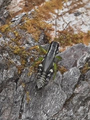 Melanoplus viridipes