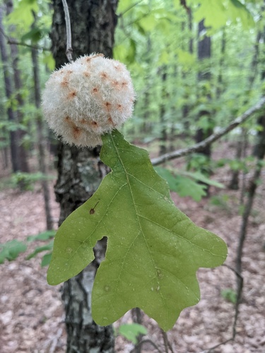 Wool Sower Gall Wasp photo 5