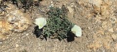 Calystegia macrostegia arida