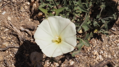 Calystegia macrostegia arida