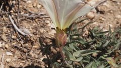Calystegia macrostegia arida