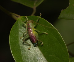 Ocellarnaca furcifera