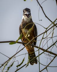 Megaceryle torquata