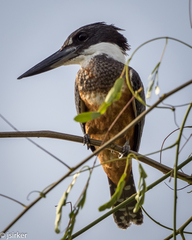 Megaceryle torquata