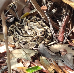 Crotalus culminatus