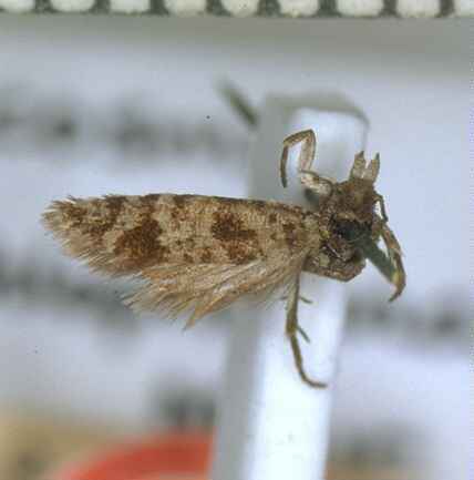 Parienia mochlophorana