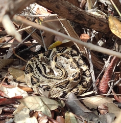 Crotalus culminatus