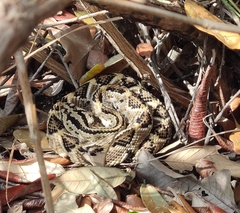 Crotalus culminatus