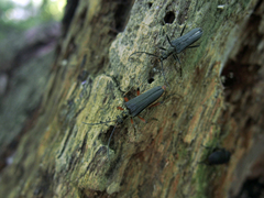 Stenocorus meridianus