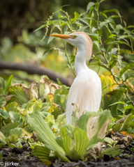 Bubulcus ibis