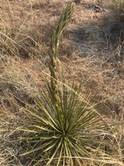Yucca baileyi