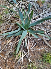 Yucca pallida