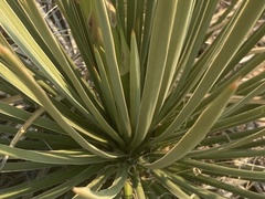 Yucca baileyi