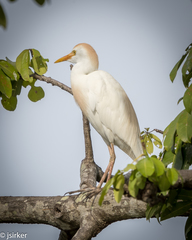 Bubulcus ibis