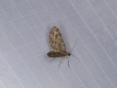 Eupithecia maestosa
