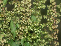 Rumex × acutus