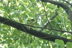 Ficedula zanthopygia