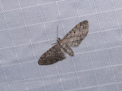 Eupithecia perfusca