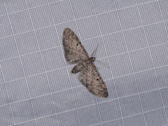 Eupithecia perfusca