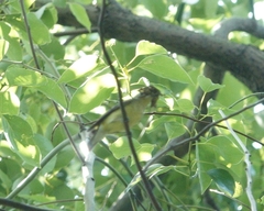 Ficedula zanthopygia