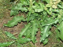 Rumex × acutus