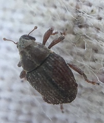 Trichosirocalus troglodytes