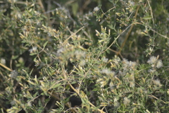 Austrobrickellia patens