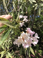 × chitalpa tashkentensis