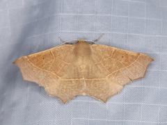Tetracis cervinaria
