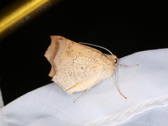 Tetracis cervinaria