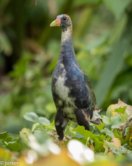 Porphyrio martinica