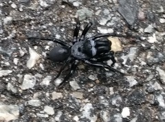 Sphodros niger