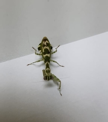 Acontista multicolor