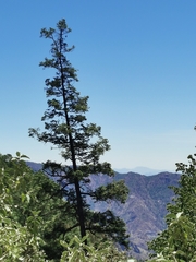 Abies neodurangensis
