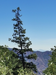Abies neodurangensis