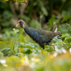 Porphyrio martinica