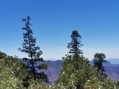 Abies neodurangensis