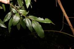 Diospyros pentamera