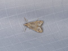 Euchromius californicalis